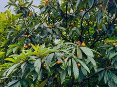 -塘栖枇杷特色园区