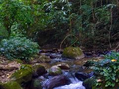 -莫里热带雨林景区
