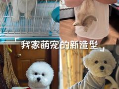-翊宠yipet猫狗购宠庄园