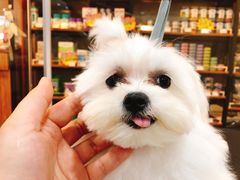 -PETKIT小佩宠物(古北店)