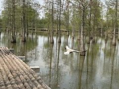 -池杉湖湿地公园