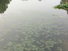 -微山湖红荷湿地景区