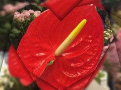 -静岸花卉园艺(三星坊店)