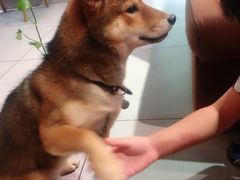 -柴务处·柴犬主题狗咖