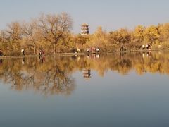 -金塔沙漠胡杨林景区