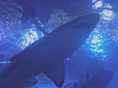 -成都浩海立方海洋公园