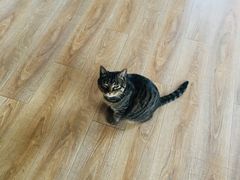 -猫的茶·猫咖