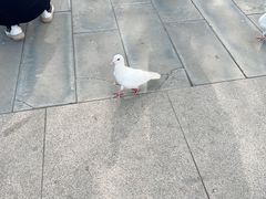 -天津妈祖文化园
