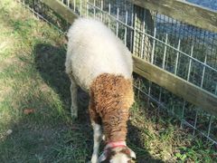 -前小桔亲子创意农场·草莓采摘·露营烧烤