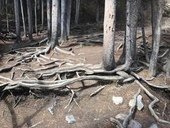 -阿萨巴斯卡瀑布观景点