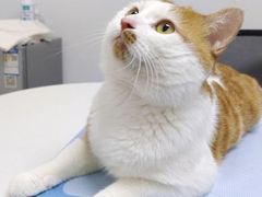 -美联众合动物医院·24h转诊中心
