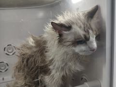 -博特宠物医院24h犬猫全科.骨科·异宠