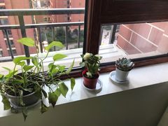 -秦美花卉(天朗·莱茵小城2期店)