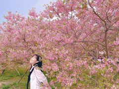 -天适樱花悠乐园