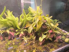 -中国科学院西双版纳热带植物园