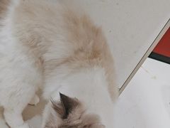 -御宝贝24h宠物医院·转诊中心·CT核磁血透中心(厦门总院)