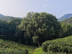 -西湖风景区十里琅珰-五云山
