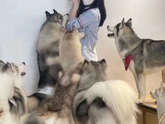 -Husky Go! 哈士奇体验馆·宠物咖啡厅狗咖
