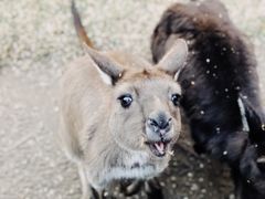 -费瑟代尔野生动物园