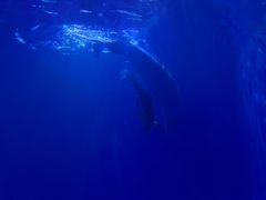 -多彩贵州城极地海洋世界