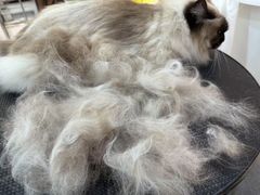 -momokira米努特·德文卷毛猫·棉花面纱犬