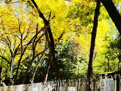 -三里屯东五街银杏大道