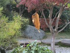 -中国唐苑
