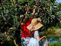 -塘栖枇杷特色园区