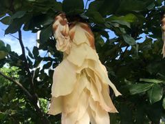 -武吉知马自然保护区