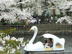-井之头恩赐公园