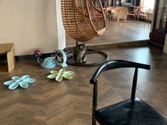 -蓝鲸·缅因猫舍