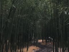 -同里国家湿地公园