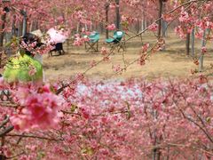 -天适樱花悠乐园