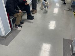 -中国农业大学动物医院