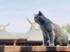 -纳吉亚猫专科动物诊疗中心(蒋宅口分院)
