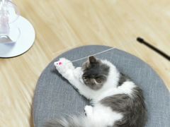 -猫和宫(六道口店)