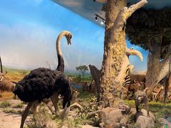 -国家自然博物馆