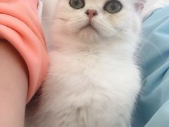 -momokira米努特·德文卷毛猫·棉花面纱犬