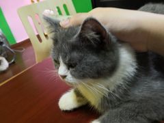 -李小姐の猫咖啡馆(五角场店)