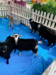 -萌宠亲子动物乐园(槐房万达店)