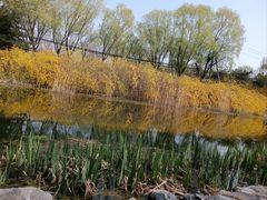 -大望京公园