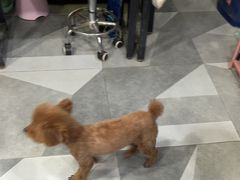 -久久宠物(河东万达店)