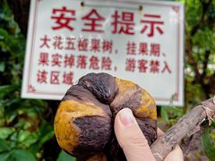 -南宁良凤江国家森林公园