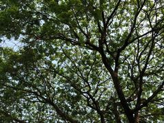 -Cheevit Cheeva(Sirimangkalajarn)