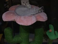 -宠颐生汉谟拉比宠物医院
