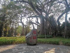 -瑞丽独树成林风景区