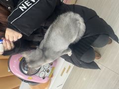 -全心全意连锁动物医院·微创中心·内科急重症·心脏专科(丰管路店)