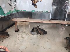 -大连森林动物园