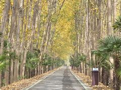 -合肥滨湖国家森林公园