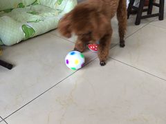 -惠康宠物医院(华能路店)